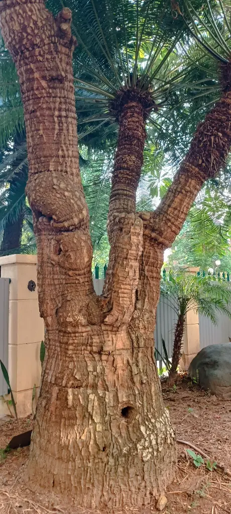 cay vuon 3 - Copy.webp