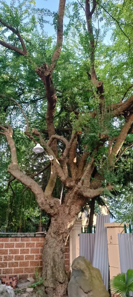 cay vuon 2 - Copy.webp