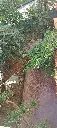 anh truoc nha 2 - Copy.webp
